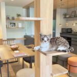 猫の会 〜猫好きさんのお茶会〜を開催しました