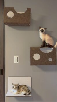 【ペットドアと猫壁】猫と人が、心地よく暮らす住まいの工夫