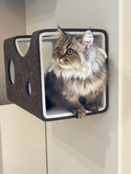 LIXIL　猫壁