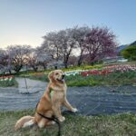 ⛰秦野市　お祭り情報⛰