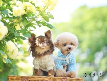 ペット撮影会