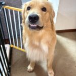 秦野市で中古住宅を購入し移住　～ワンコのいる暮らし🐕⑮～