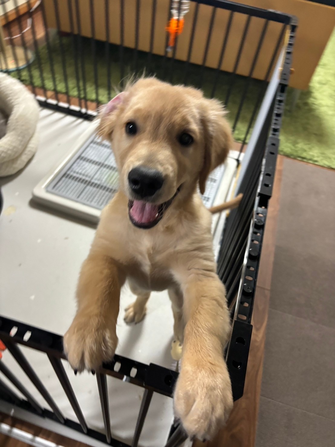 秦野市で中古住宅を購入して　～ワンコのいる暮らし🐕②～