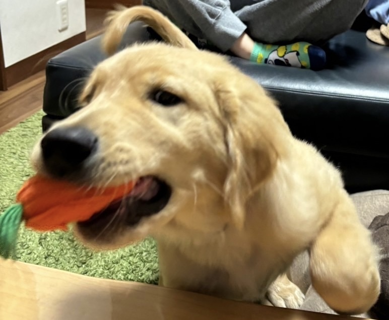 秦野市で中古住宅を購入して　～ワンコのいる暮らし🐕③～
