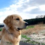 秦野市で中古住宅をリフォームし移住　～ワンコのいる暮らし🐕⑩～
