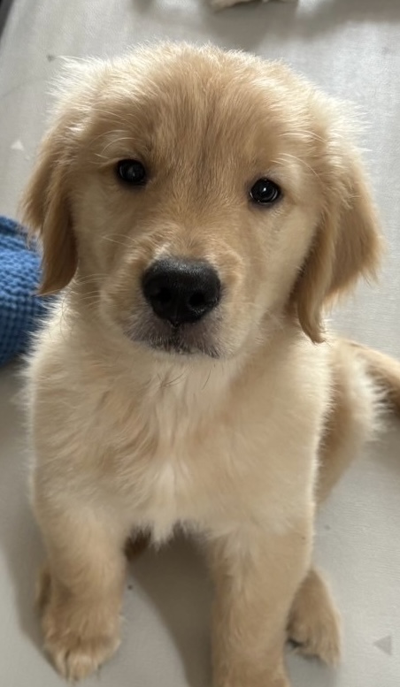 秦野市で中古住宅を購入して　～ワンコのいる暮らし🐕～