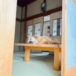 秦野市で中古住宅を購入し移住　～ワンコのいる暮らし🐕⑪～