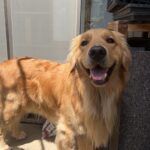秦野市に移住｜中古住宅とワンコのいる暮らし🐕㉑　～雨の夏とハオの夏休み～