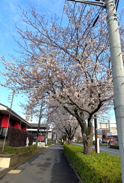 🌸秦野市　桜情報🌸