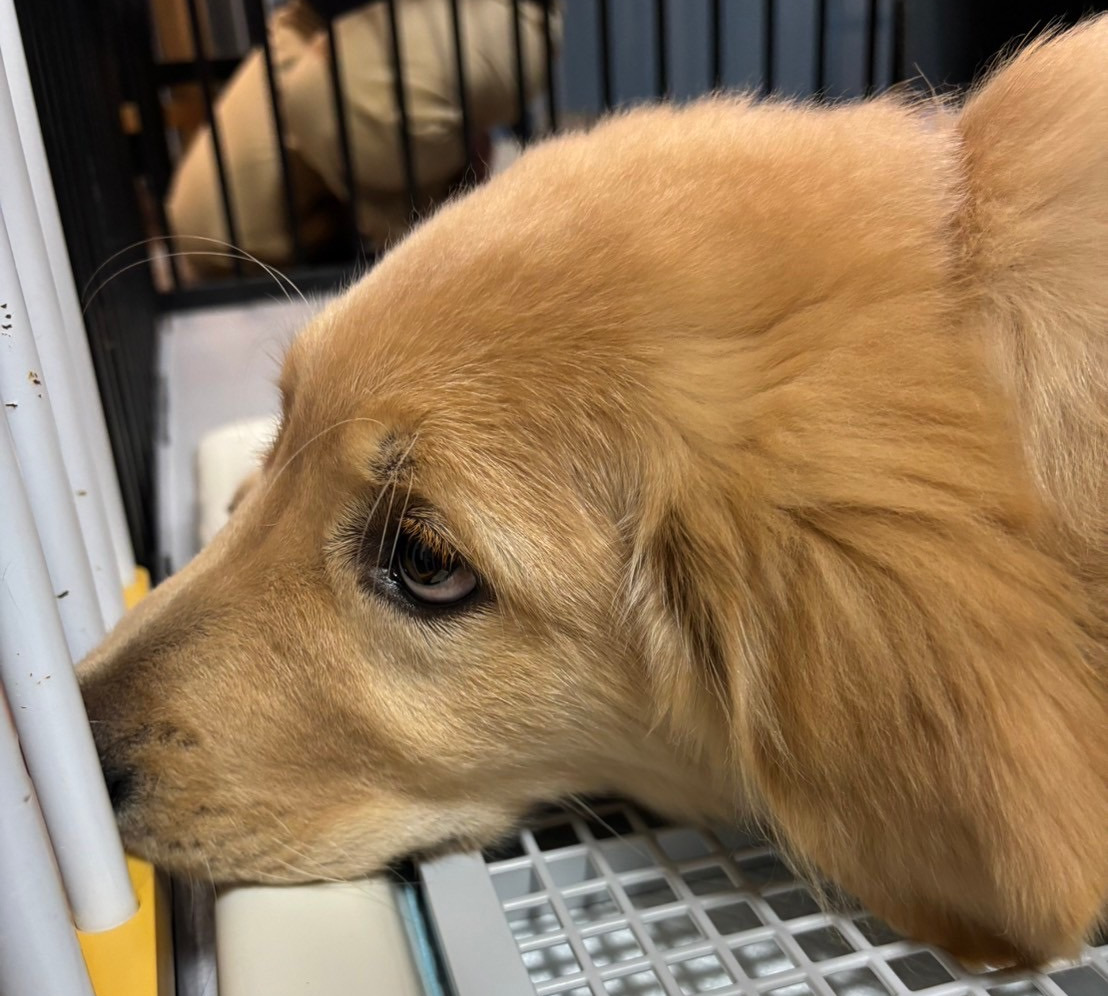 秦野市で中古住宅を購入して　～ワンコのいる暮らし🐕④～
