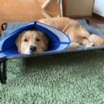 秦野市で中古住宅を購入し移住　～ワンコのいる暮らし🐕⑫～