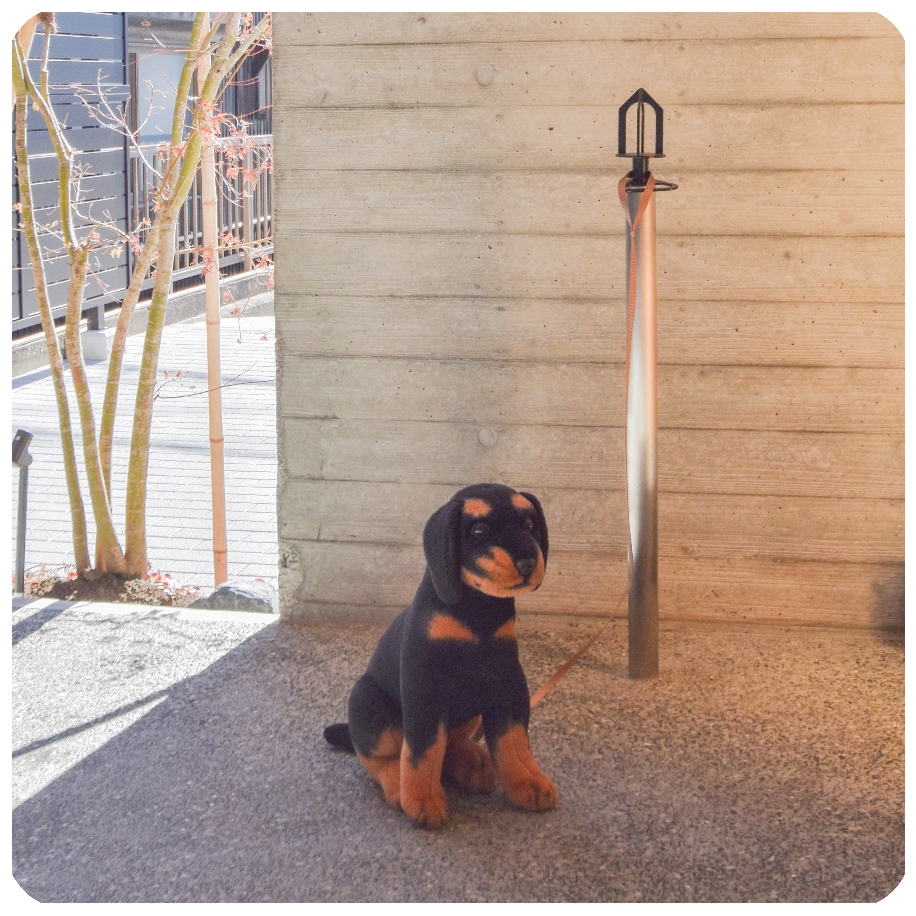 愛猫・愛犬と暮らす家のリフォームアイディア
