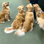秦野市に移住｜中古住宅とワンコのいる暮らし🐕⑲～少しずつ成長、少しずつ備える暮らし～