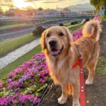 秦野市に移住｜中古住宅とワンコのいる暮らし🐕⑱ ～春の秦野と広がるご縁、住まいを守る小さな工夫～